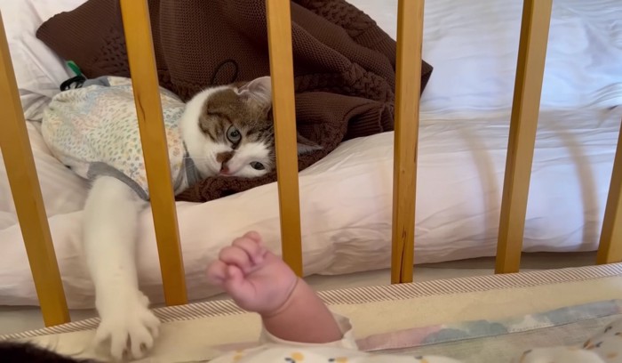 人間の赤ちゃんの手と横たわる猫