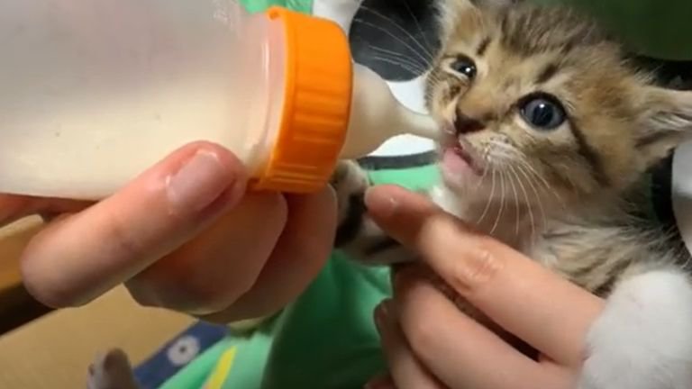 ミルクを飲んでいる子猫