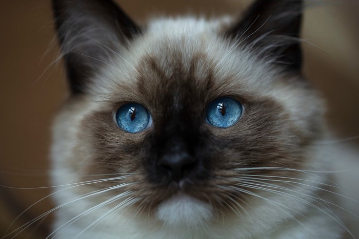 青い猫の目