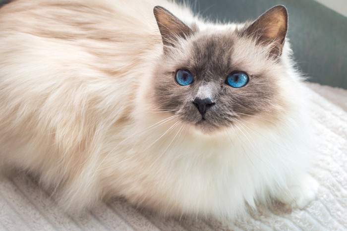 青い目のバーマン猫