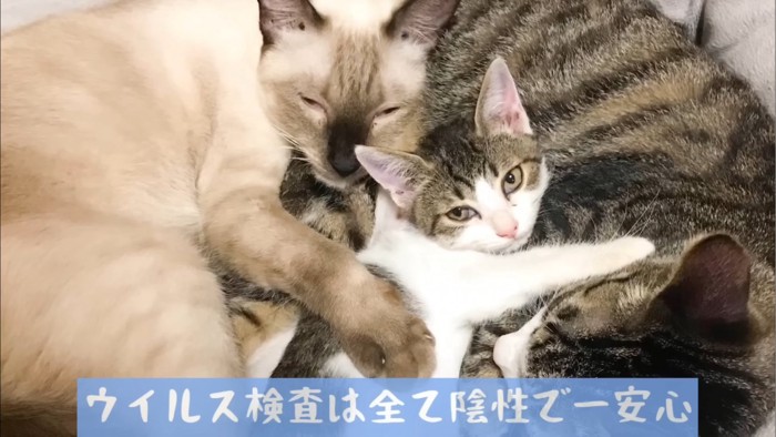 先住猫たちと寝る子猫
