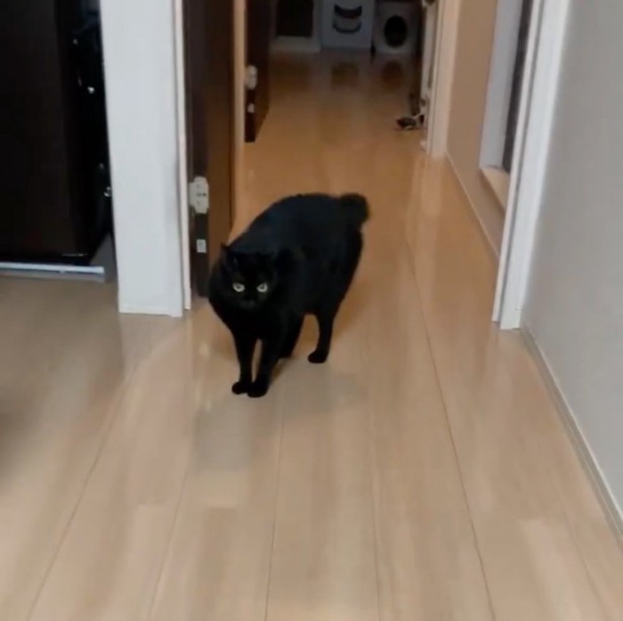 遠くから見つめる黒猫