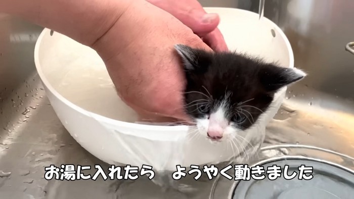 お湯の中に入れられる子猫