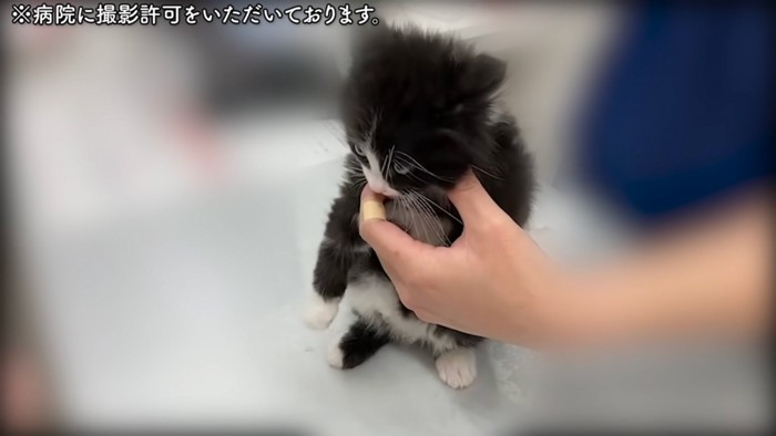 診察される猫