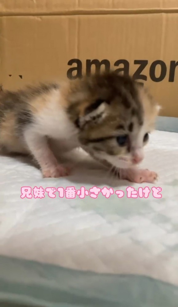 歩いている子猫