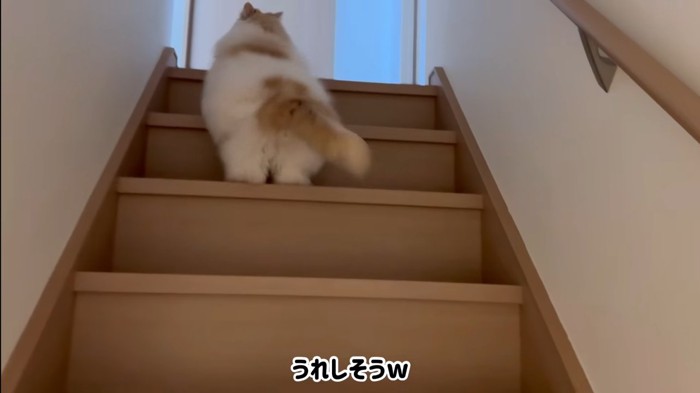 階段を上がる猫