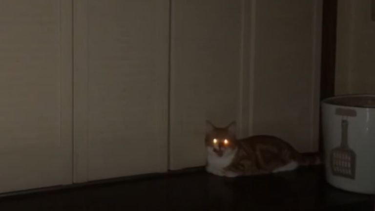 暗い部屋にいる猫