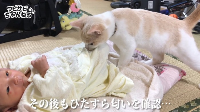 赤ちゃんのにおいを嗅ぐ猫