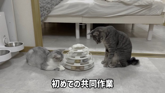 おもちゃで遊ぶ2匹の猫