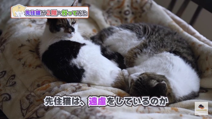 ソファ―の猫2匹