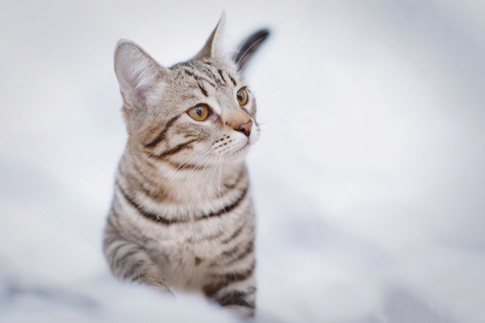雪の中を歩くサバトラ猫