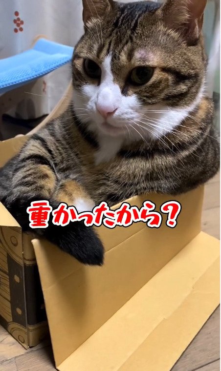 段ボールに入る猫