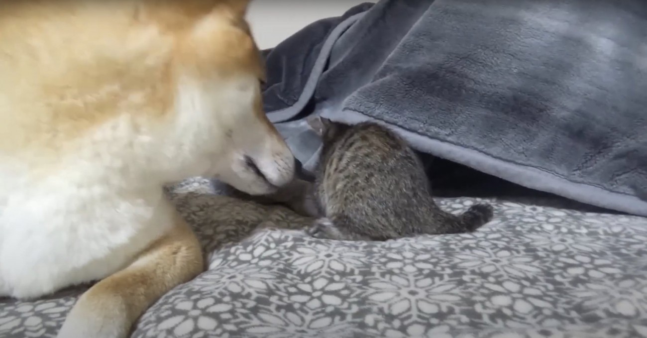 子猫を見つめる柴犬と毛布の中に入ろうとする子猫