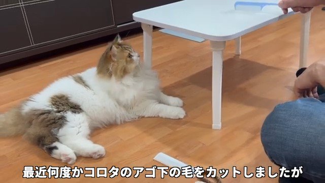 テーブルのそばの猫