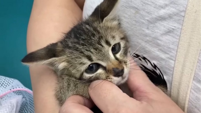 顎を撫でられる子猫