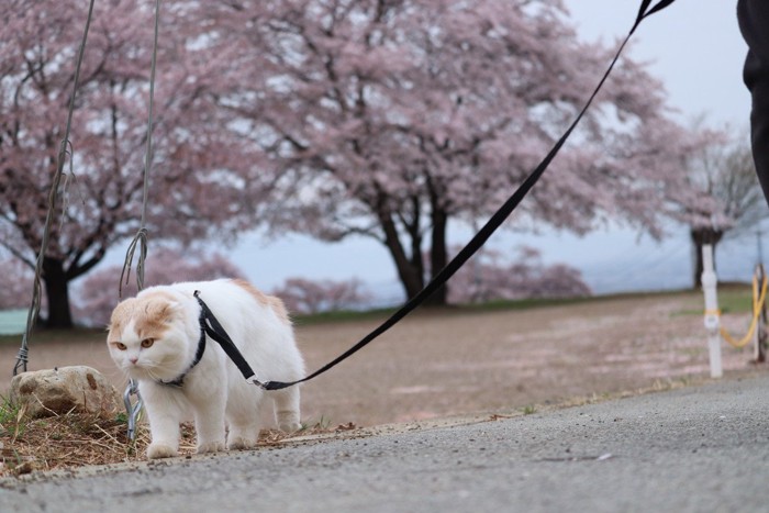 満開の桜のそばで散歩を楽しむ猫