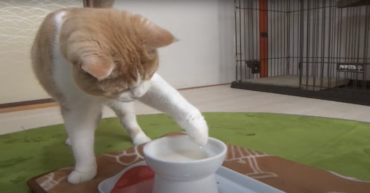 ミルクに左手を伸ばす猫