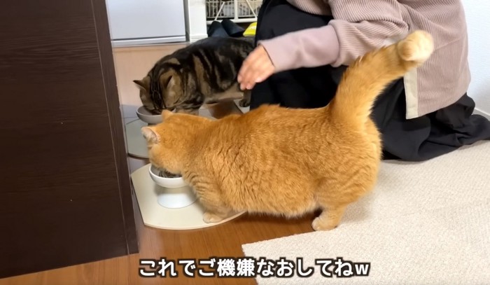 ごはんを食べる猫2匹