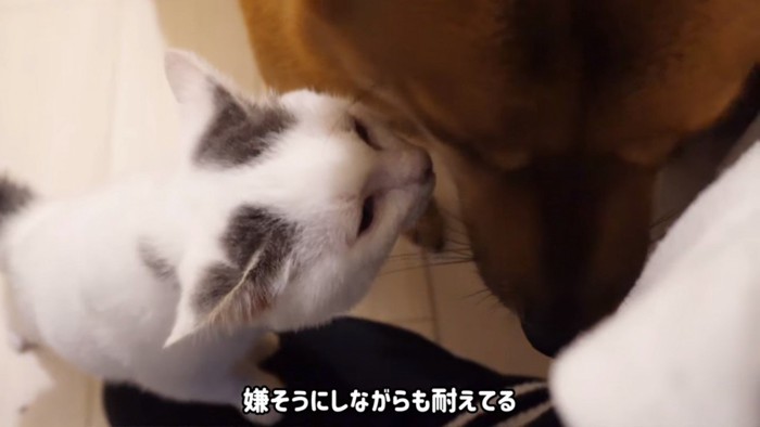犬の顔の匂いを嗅ぐ子猫