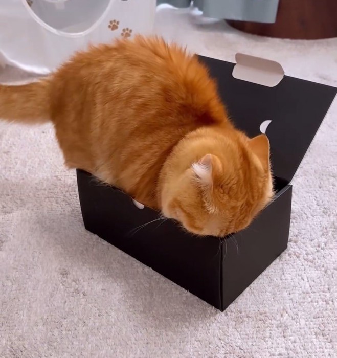 強引に箱に入る猫
