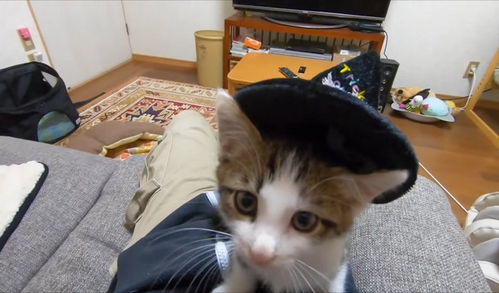 帽子がずり落ちてきている子猫