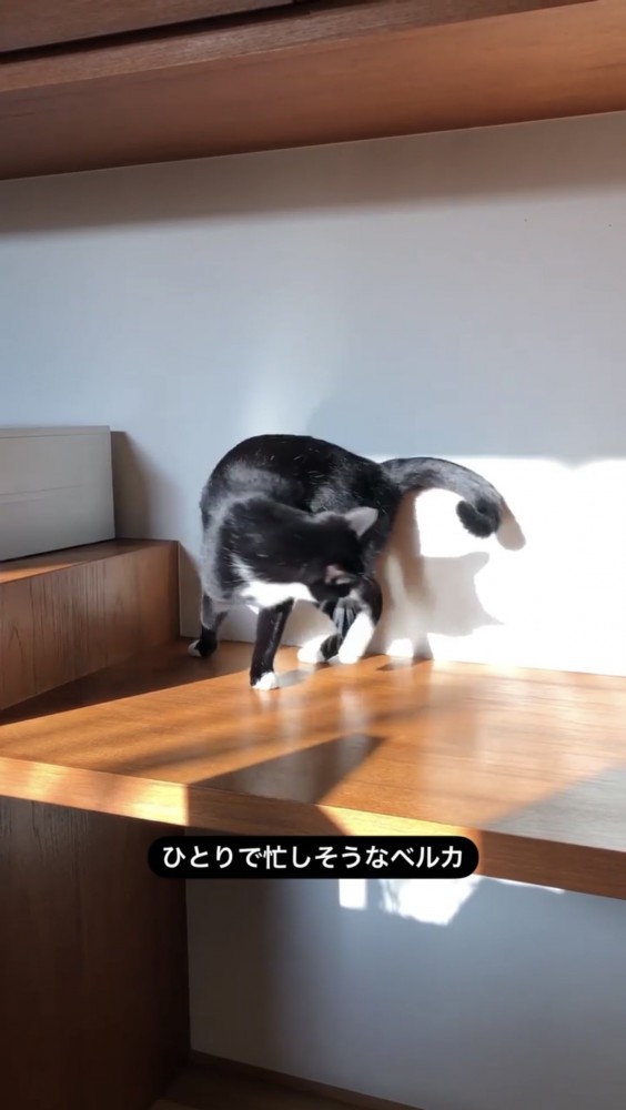 尻尾を追いかける黒猫