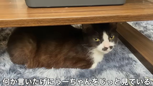 棚の下の猫