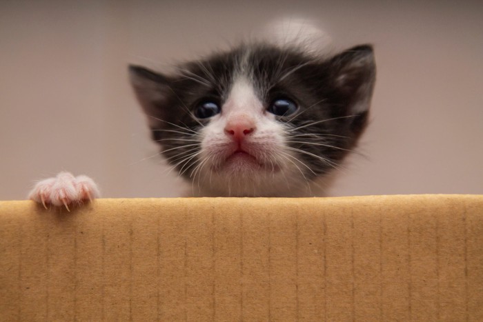 箱の中の子猫