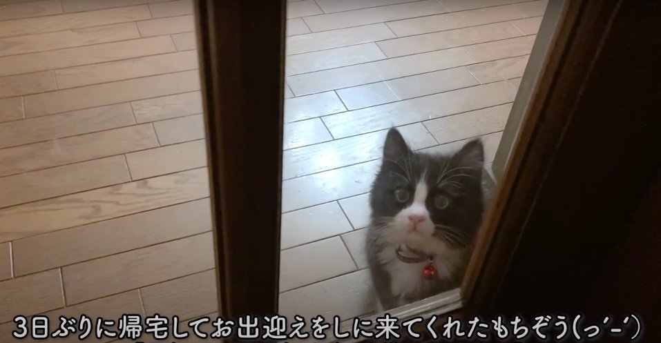 ドアの向こうの子猫