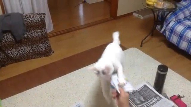 新聞を抱え込む猫