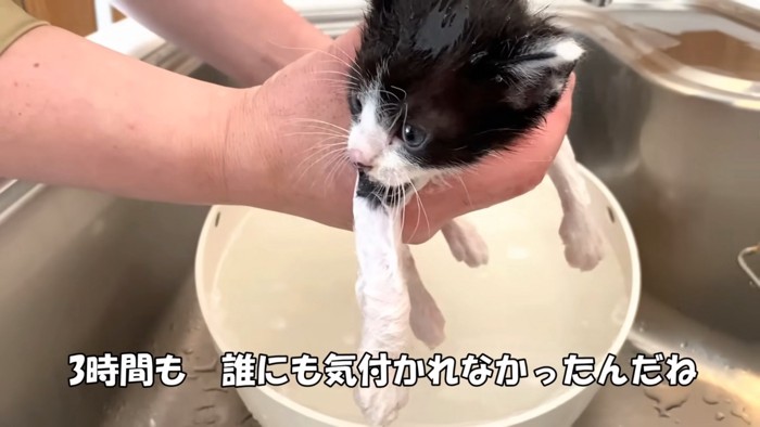 洗われる子猫