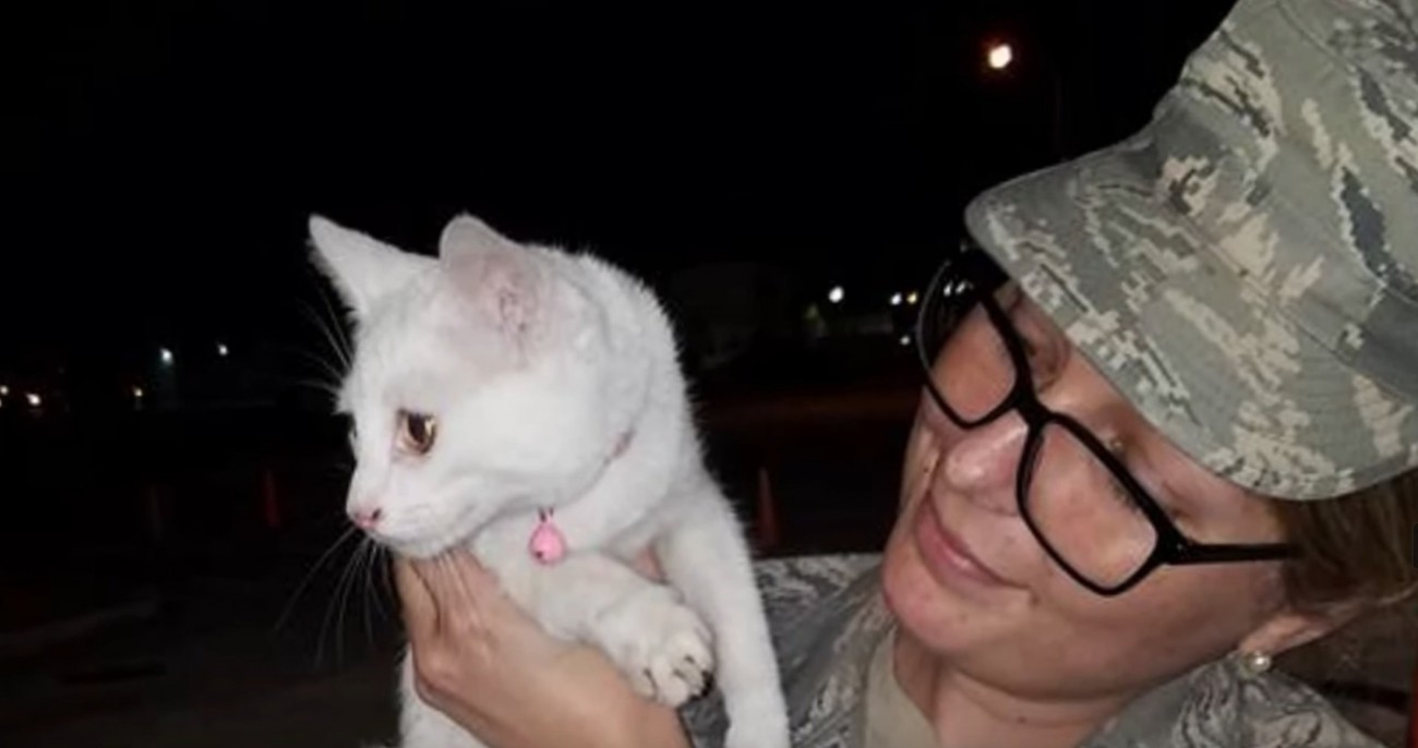女性に抱っこされる白猫
