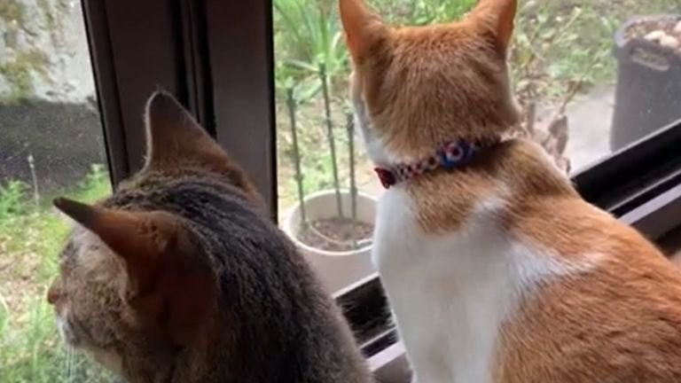 窓を見ている2匹の猫