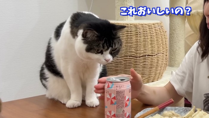 缶に顔を近づける猫