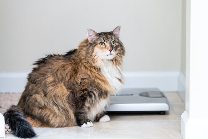 体重計の前に座っている肥満の猫