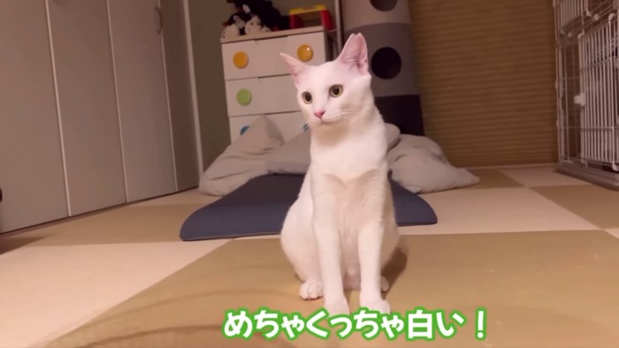 座る猫