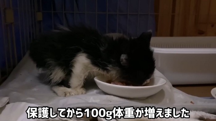 ケージの中で食事中の子猫