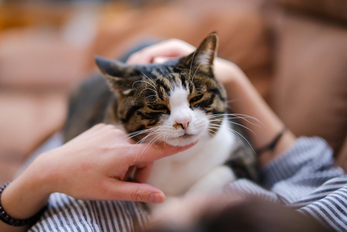 あごの下をなでられている猫