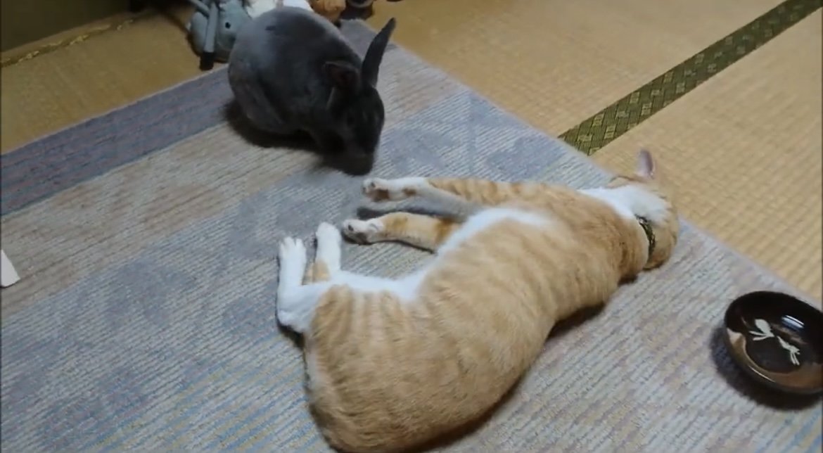 ごろんとリラックスモードの猫