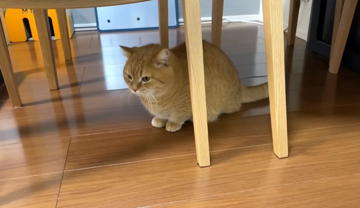 テーブルの下にいる猫