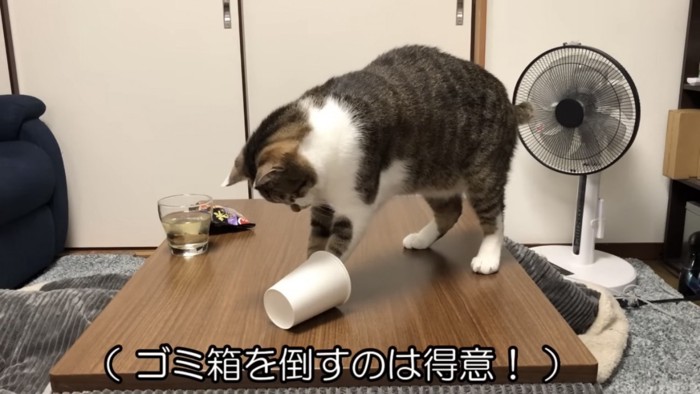 紙コップを突く猫