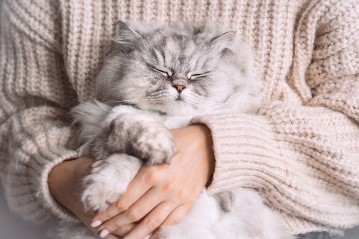 女性に抱かれながら寝る猫