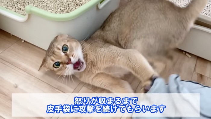 皮手袋に攻撃する猫