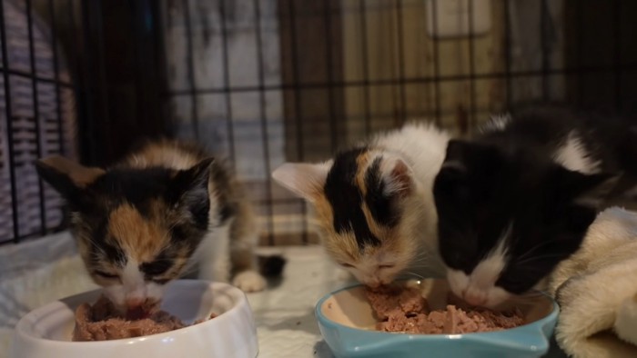 食事中の子猫たち