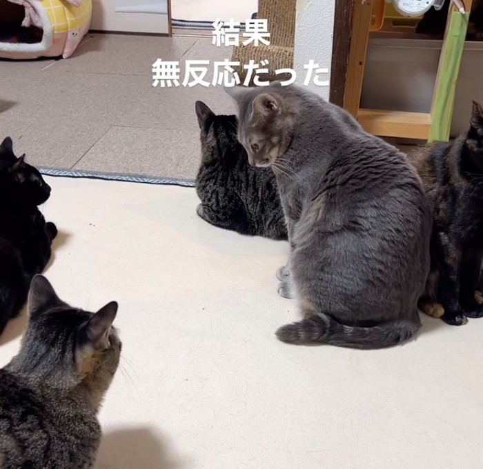 無視する猫たち