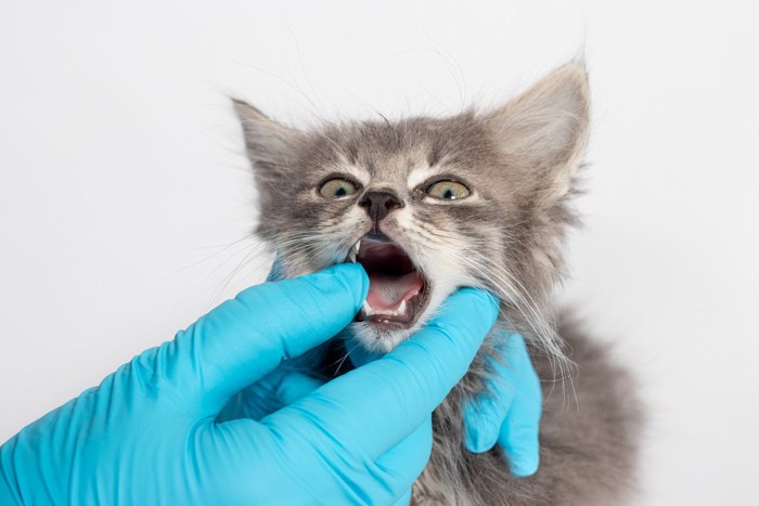 病院で口を確認される子猫
