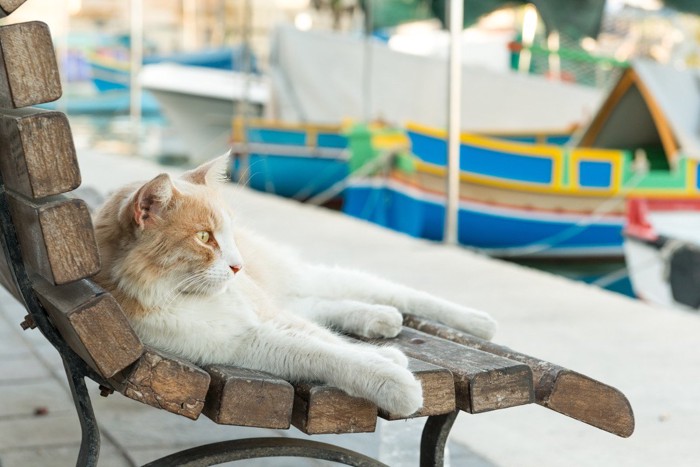 マルタ島のベンチに座る猫