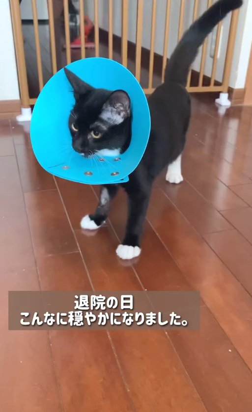 カラーを付けた猫