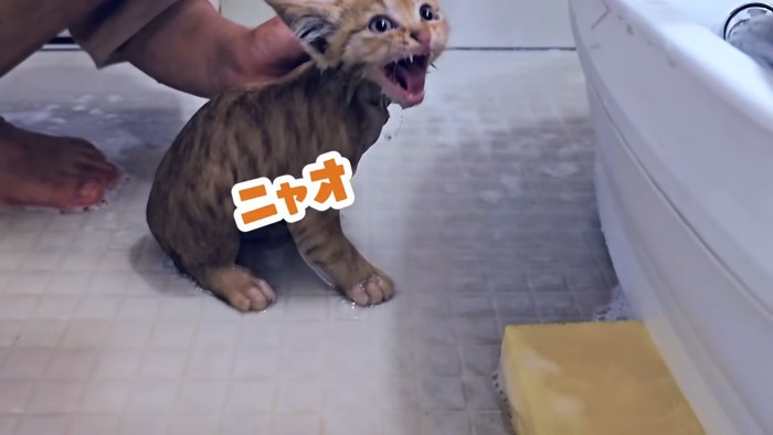 鳴く子猫