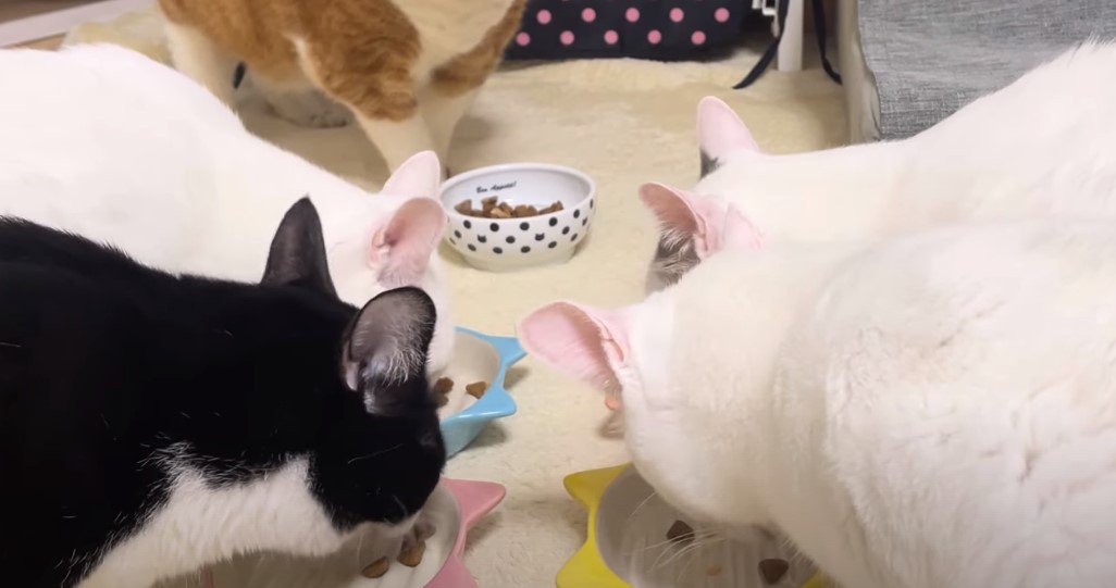食事をする猫たち